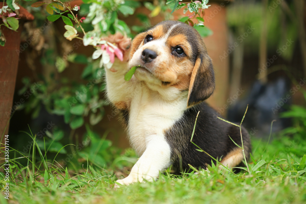 Beagle puppy