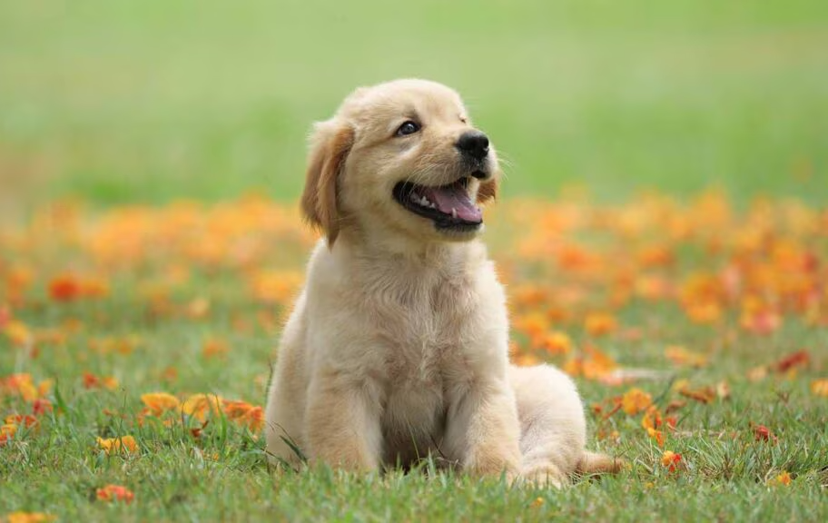 Golden Retriever smiling